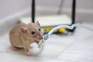 rodents in your office