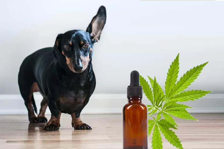 CBD Oil for Dogs