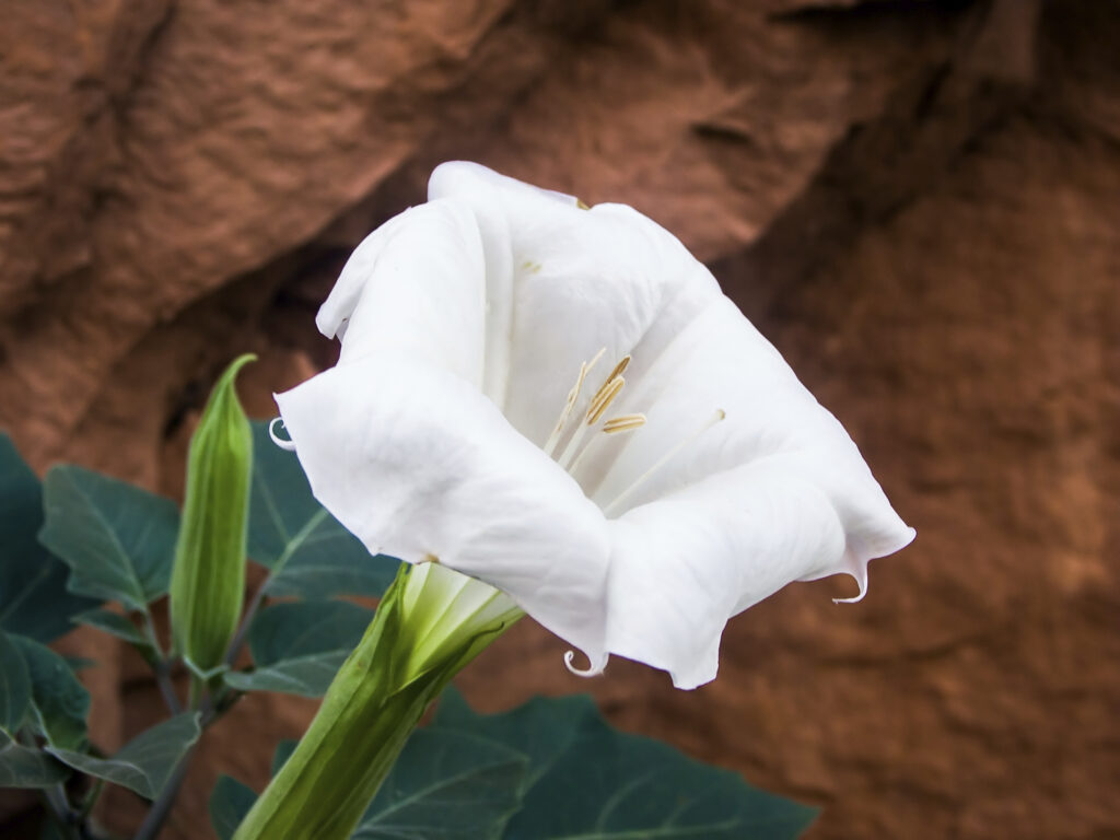 In the Gardens of History: The Fascinating Story of Moon Lily | The ...